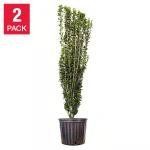 Ilex Sky Pencil Plant, 2-pack